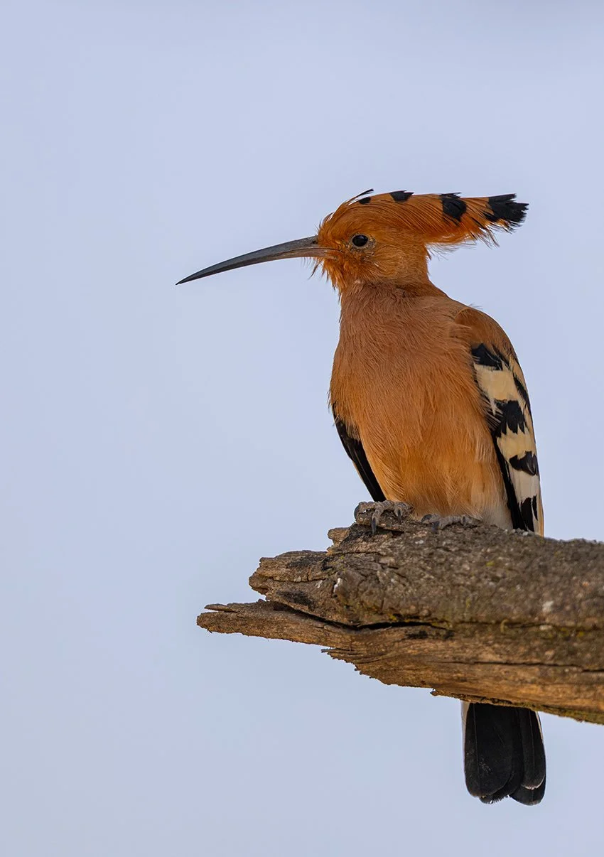  Wiederhopf  Upupa epops 