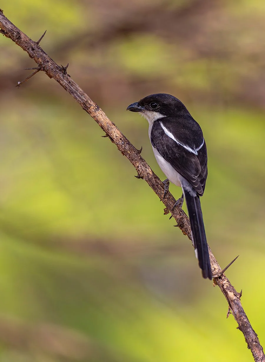  Äthiopien Würger   Laniarius aethiopicus  