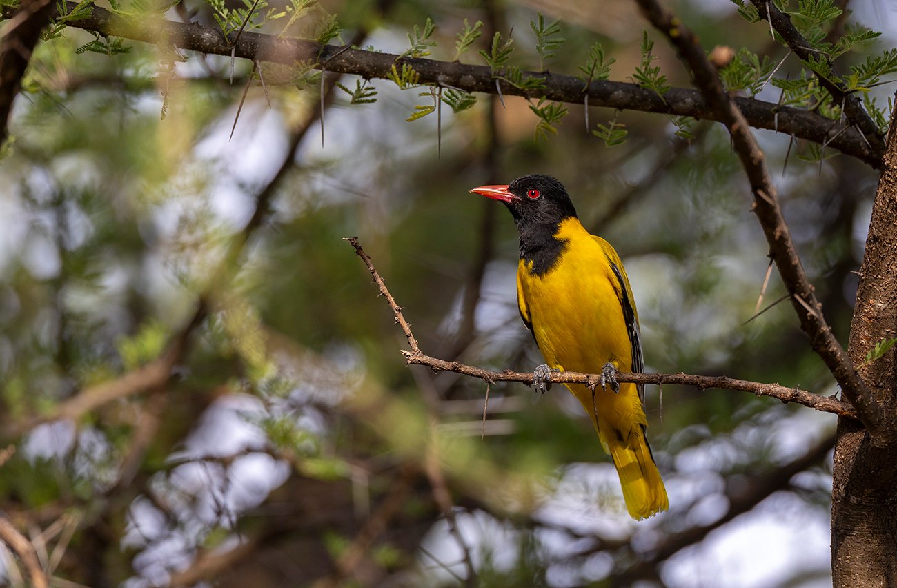  Maskenpirol   Oriolus larvatus    Omo Land  