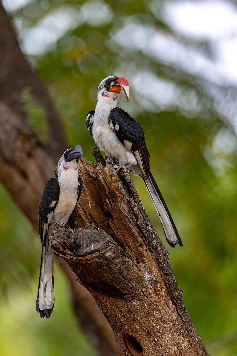  Jackson Toko   Tockus jacksoni  