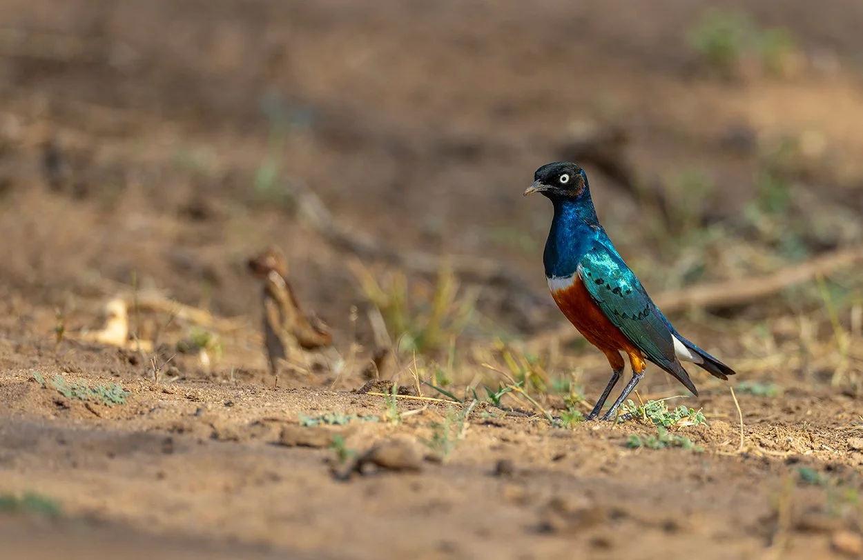  Dreifarben Glanzstar   Lamprotornis superbus  