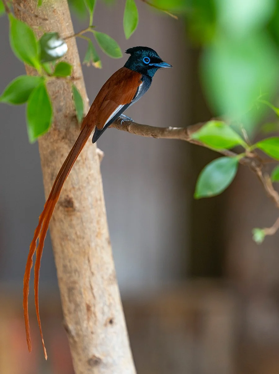  Afrikanischer Paradies-  fliegenschnäpper  Terpsiphone-viridis  Omo Land  Canon R 5 II  2,8 / 168 mm  1 / 250 sec  ISO 640  9:34 Uhr  04.02.2026 