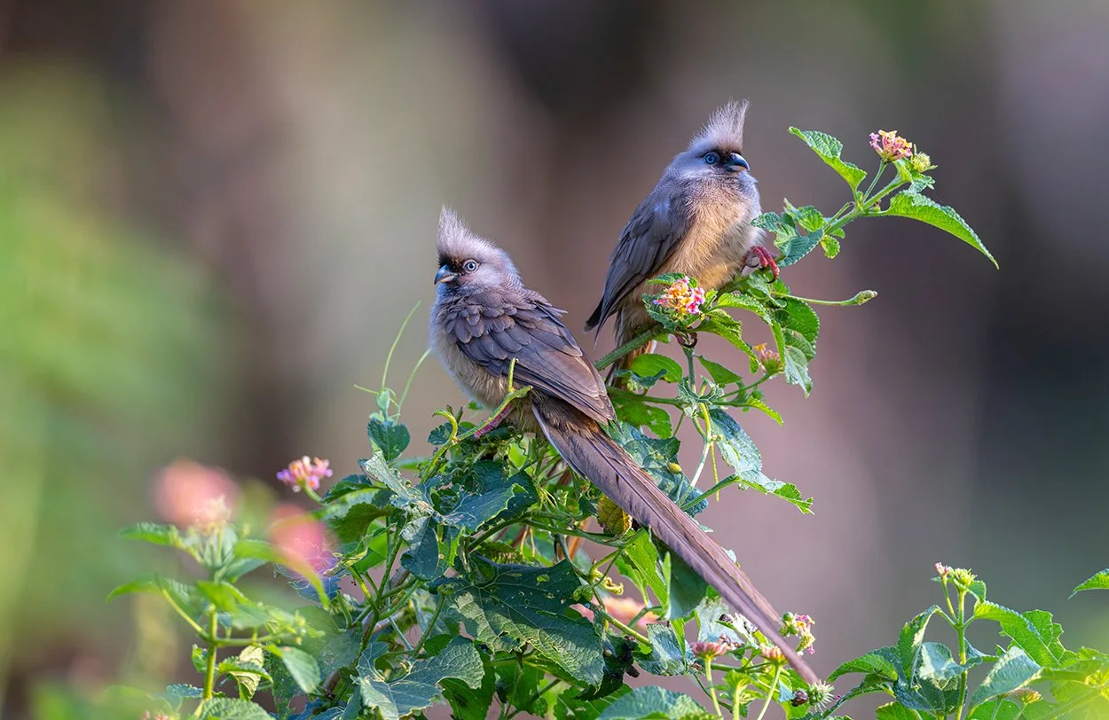  Braunflügel Mausvogel  Colius striatus   