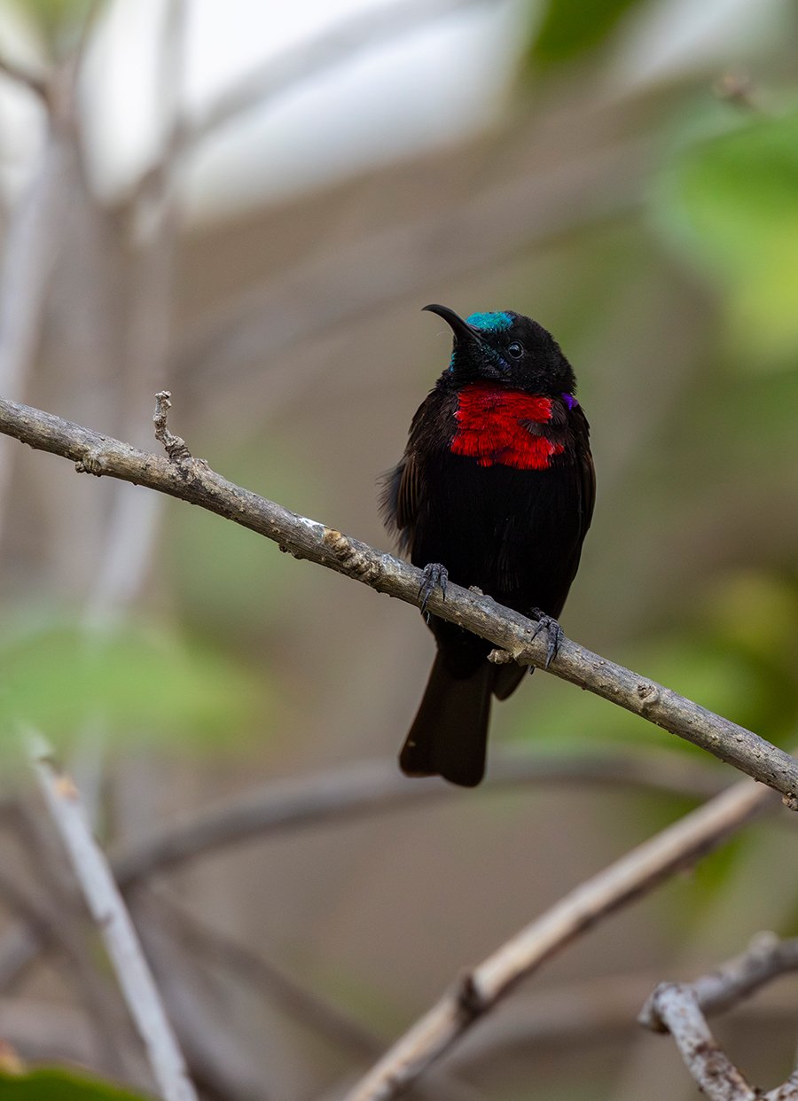  Rotkehl Necktarvogel   Chalcomitra senegalensis  