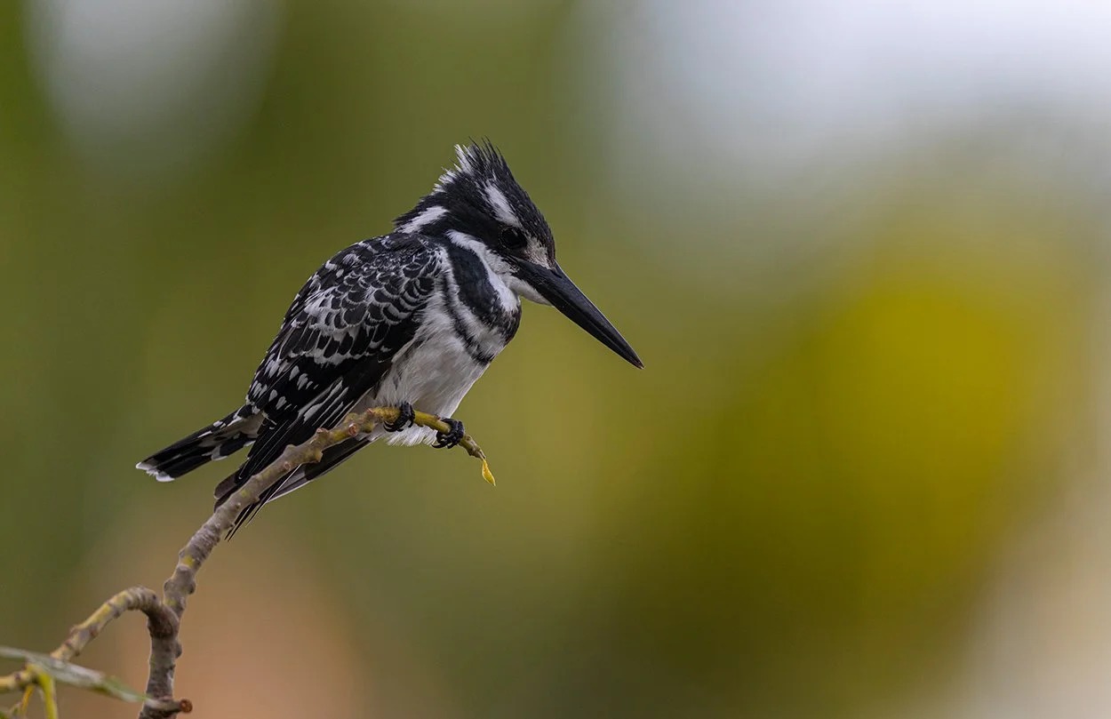  Graufischer   Ceryle rudis rudis  
