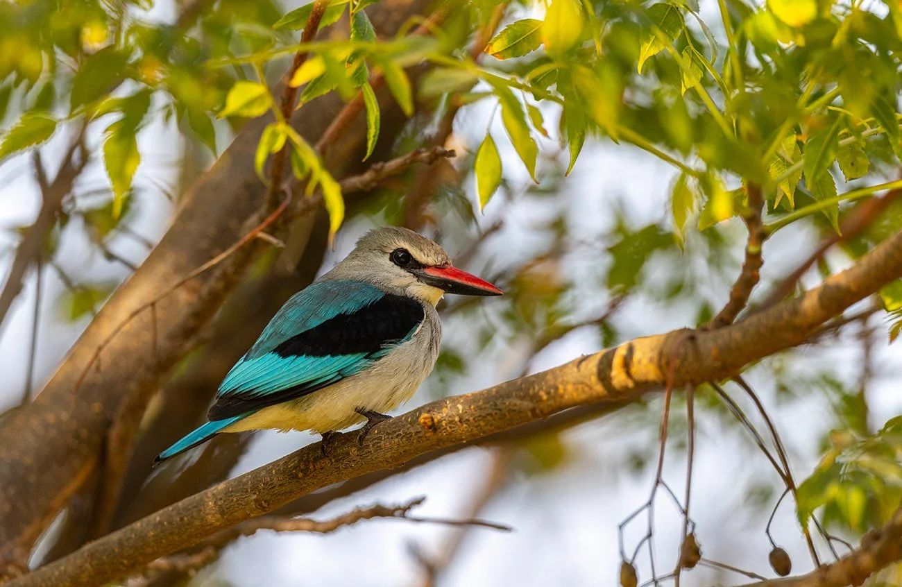 Senegalliest   Halcyon s. senegalensis    Lake Awassa  