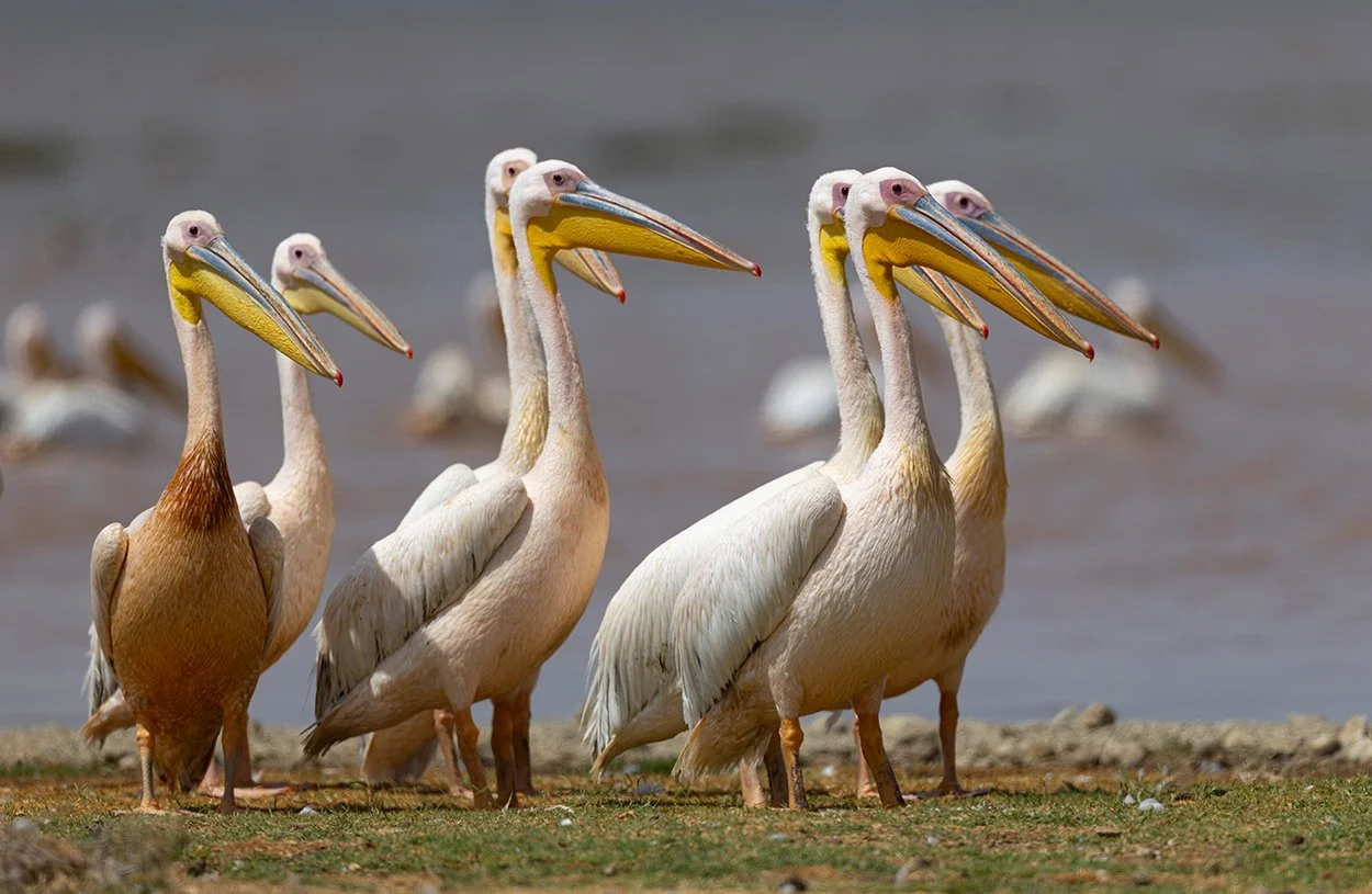  Rosa Pelikan   Pelecanus onocrotalus  