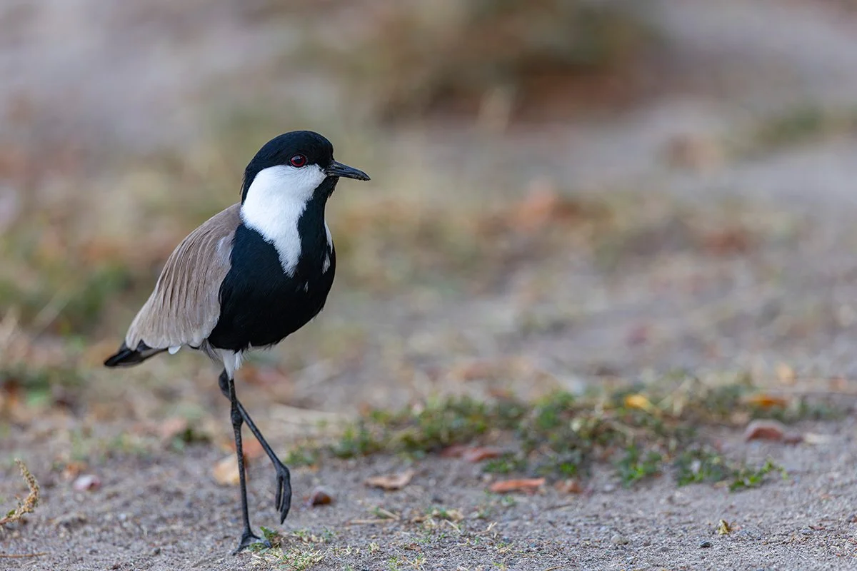  Spornkiebitz   Vanellus spinosus  