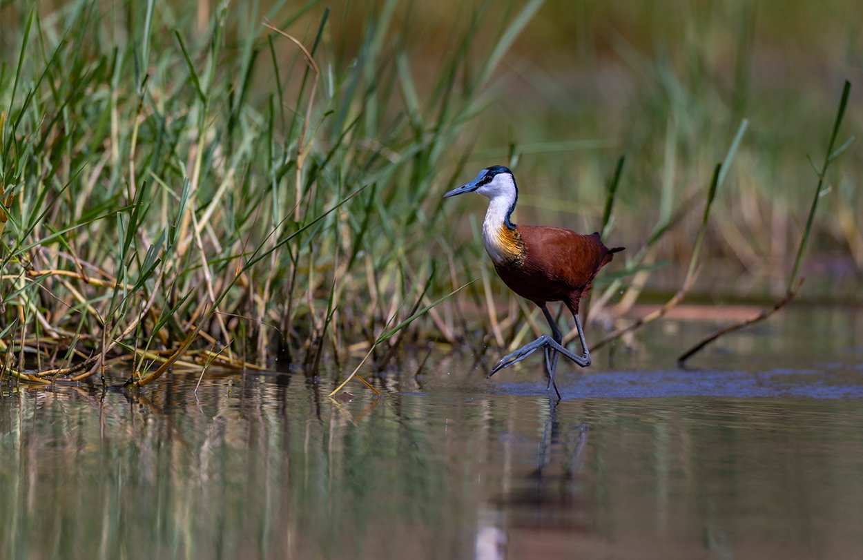  Blaustirn Blatthühnchen   Actophilornis africanus  