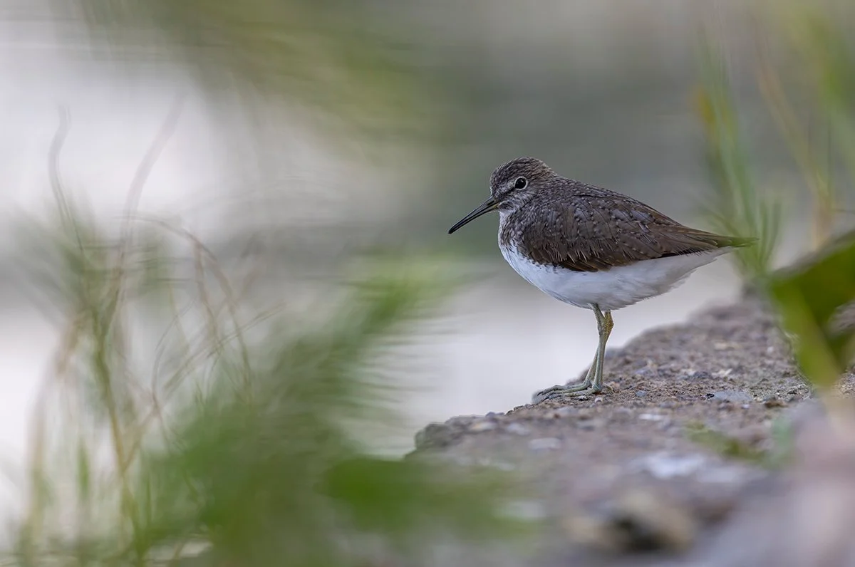 Temminckstrandläufer   Calidris temminckii  