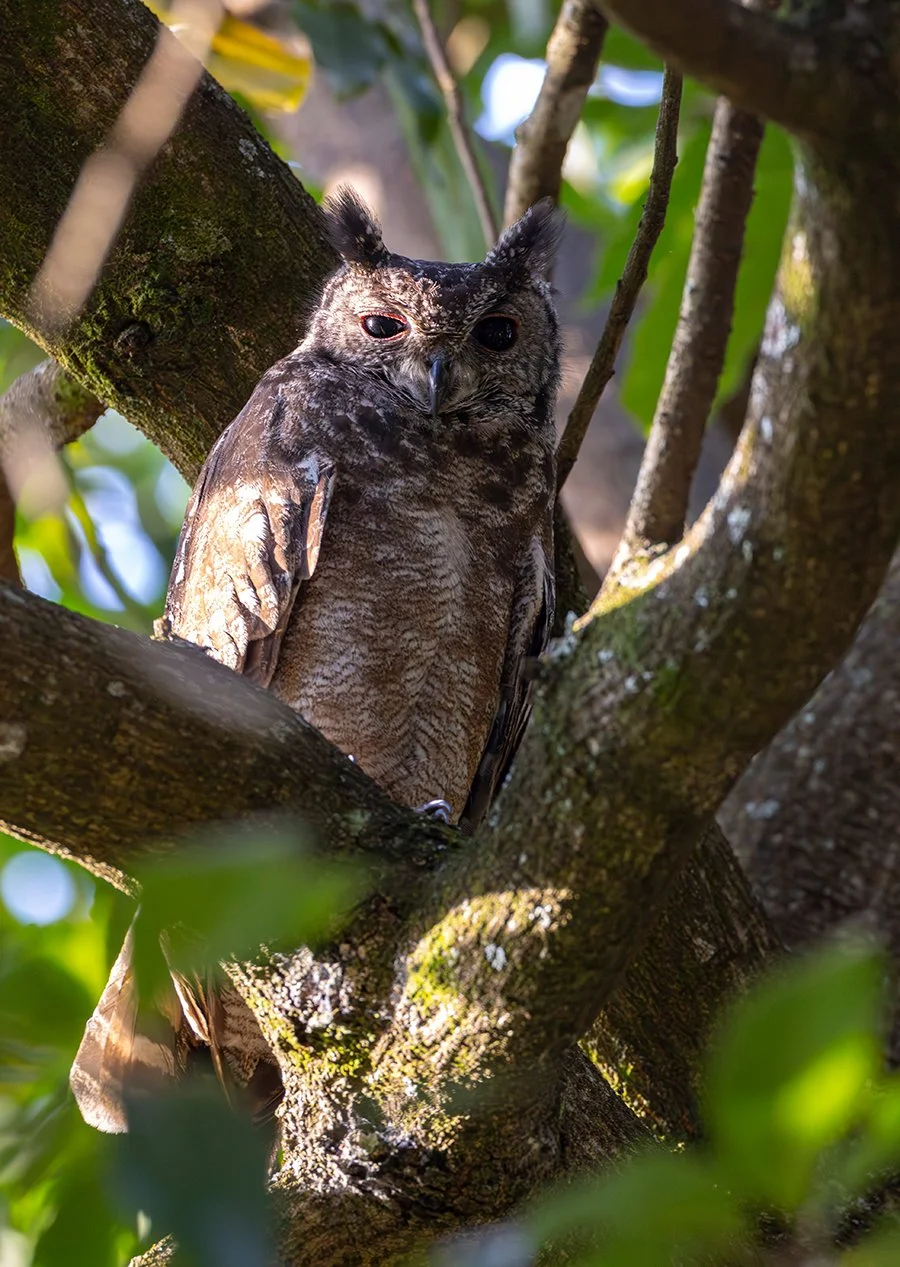 Fleckenuhu   Bubo africanus  