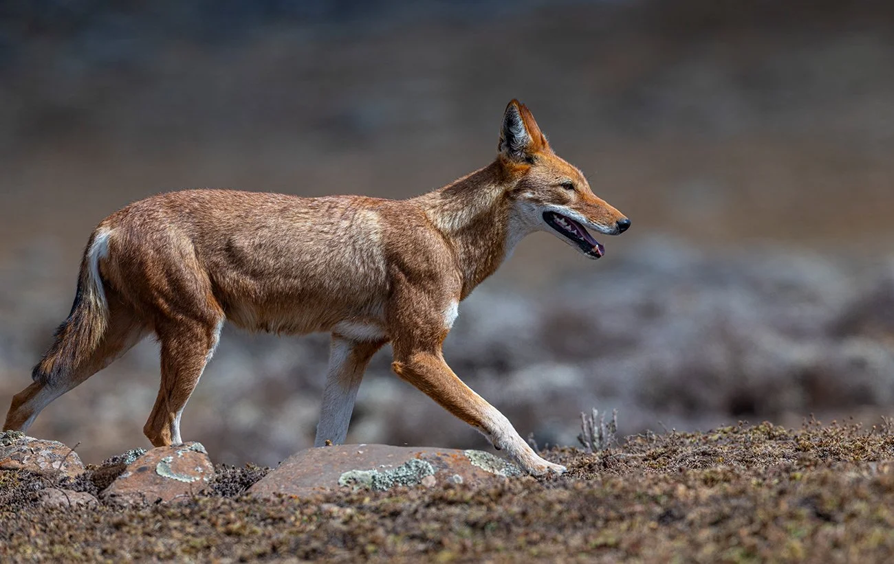  Äthiopischer Wolf   Canis simensis    Äthiopien    2026  