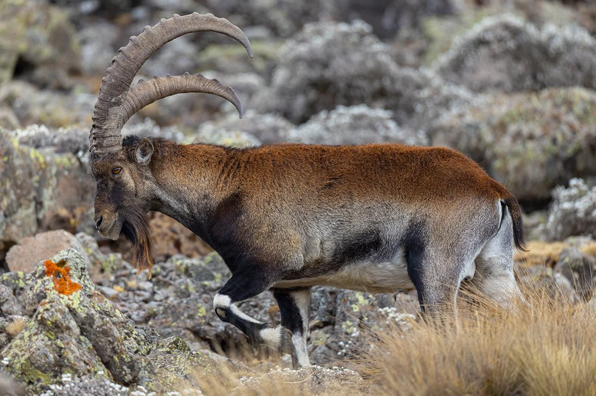  Äthiopischer Steinbock   Capra walie    Äthiopien    2026  