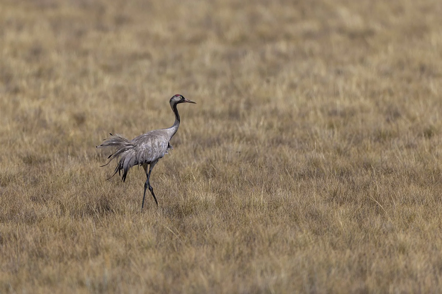  Kranich   Grus grus    Steppe  