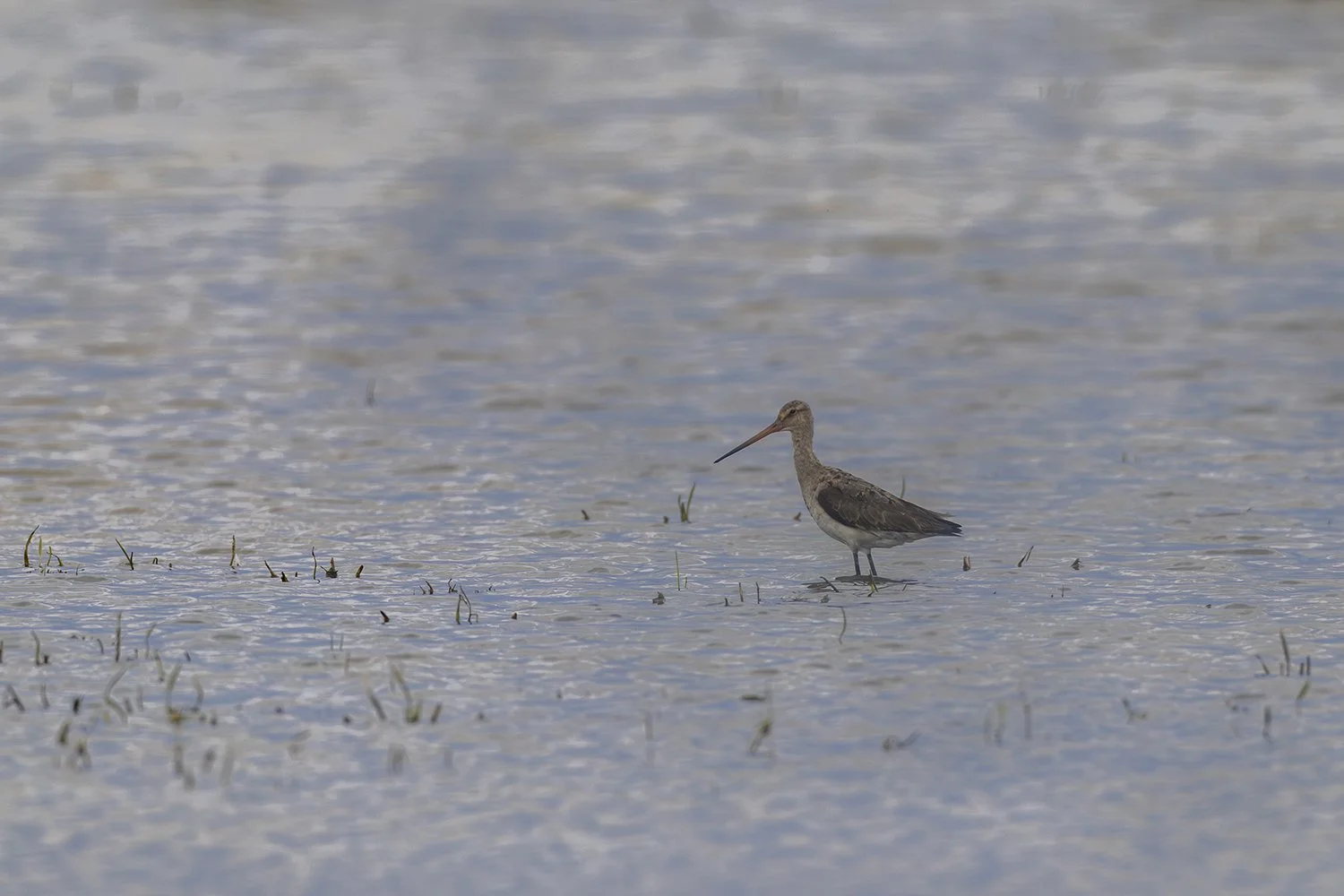  Uferschnepfe   Limosa limosa    See in der Steppe   