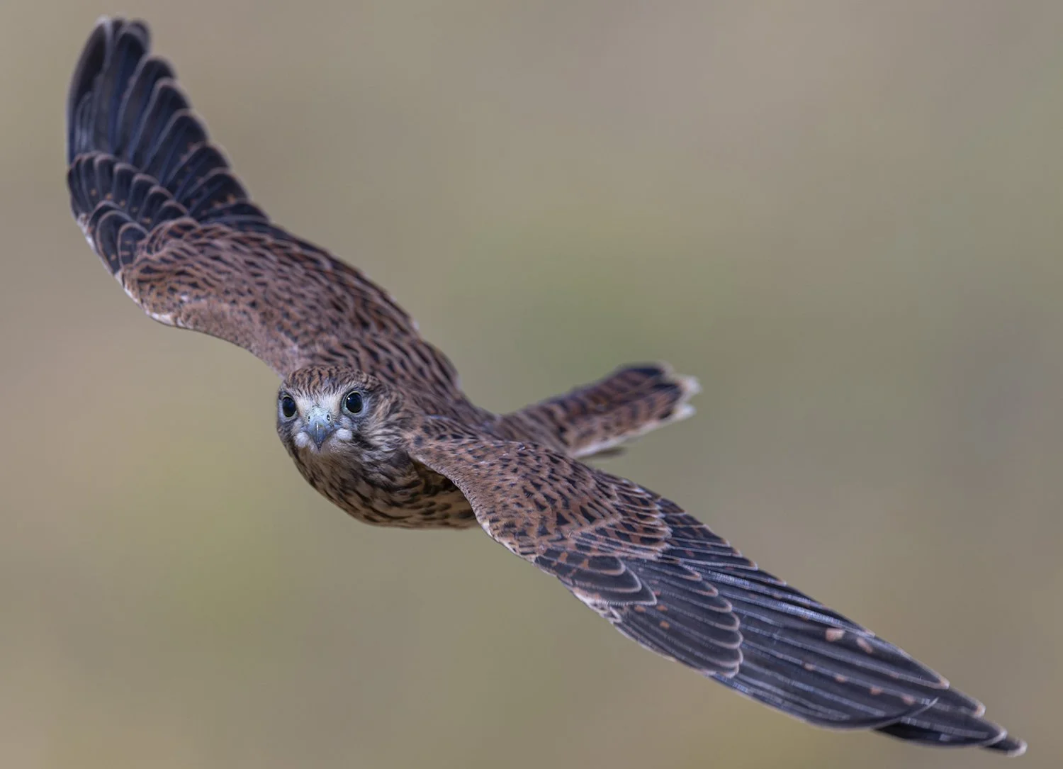  Turmfalke   Falco tinnunculus    Steppe  