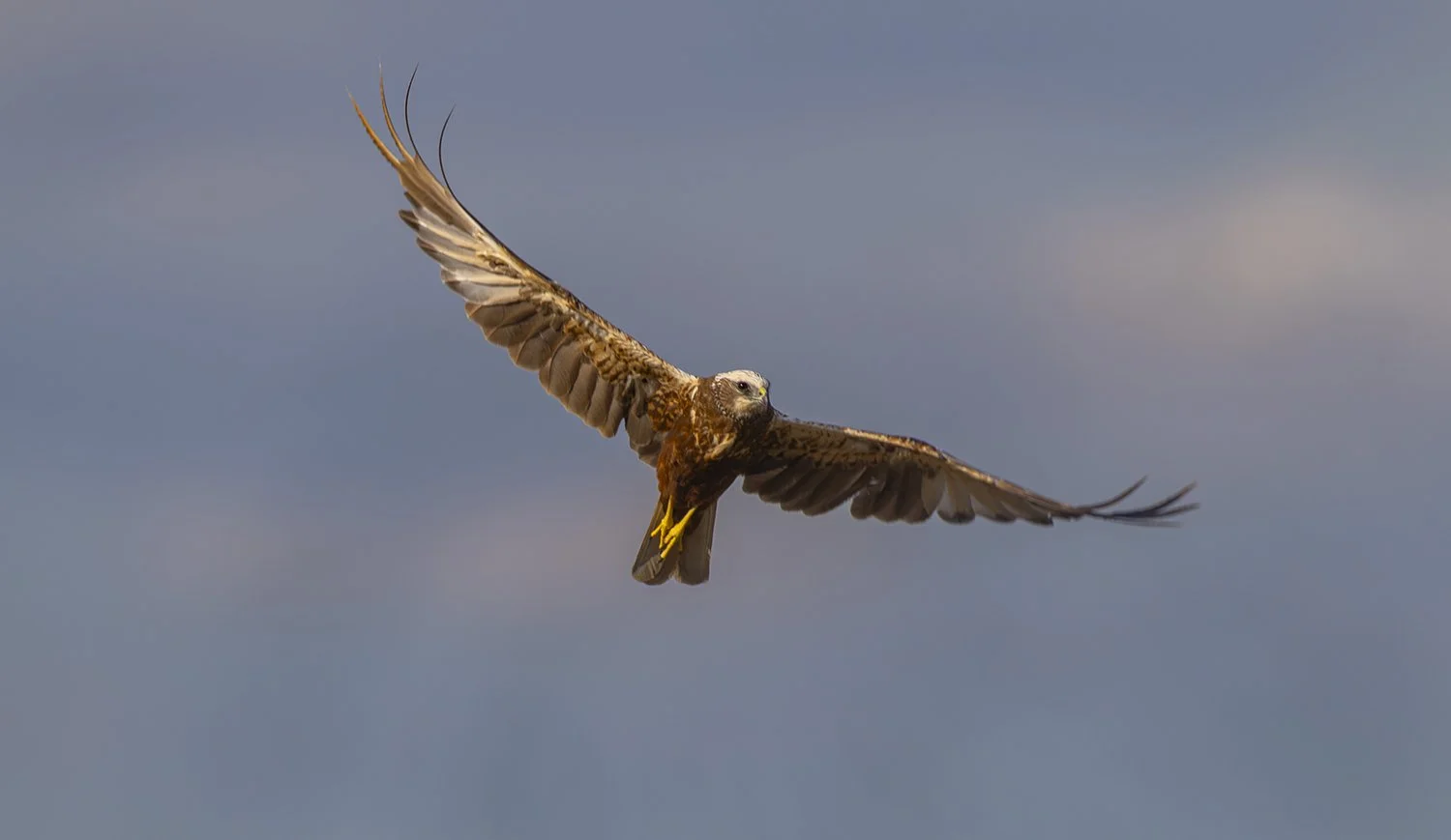  Adlerbussard   Buteo rufinus    Steppe  