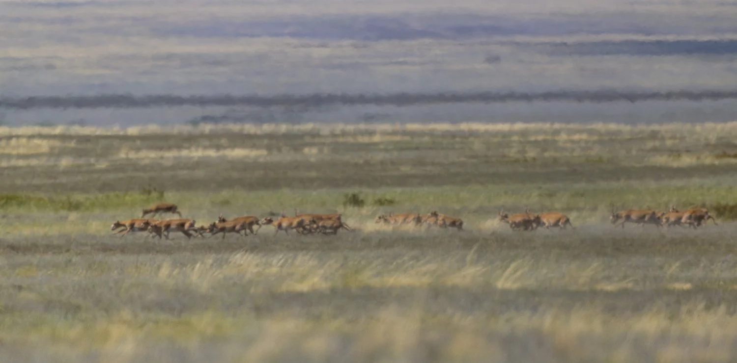  Kasachstan  Steppe  Juli 2026 