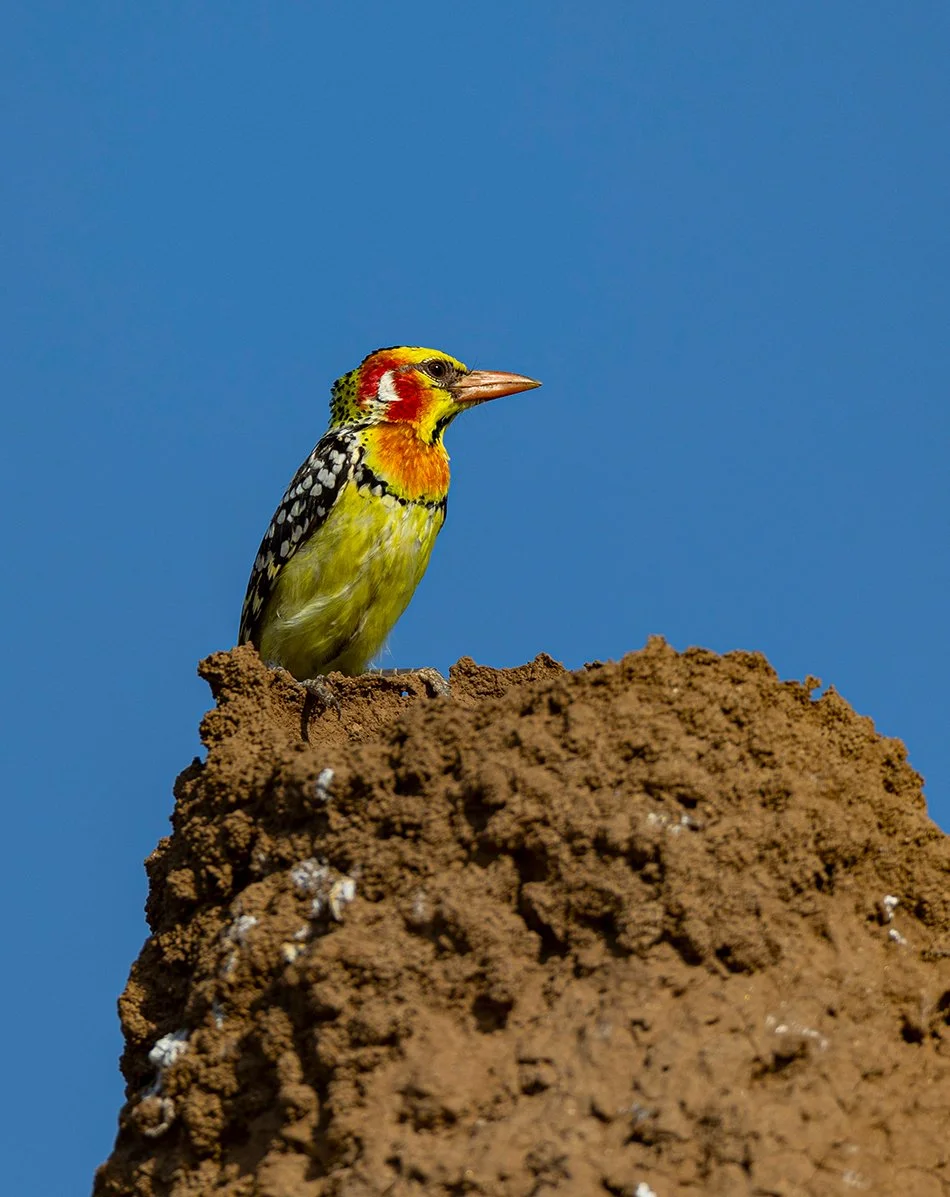  Flammenkopf  Bartvogel   Trachyphonus erythrocephalus    Äthiopien    2026  