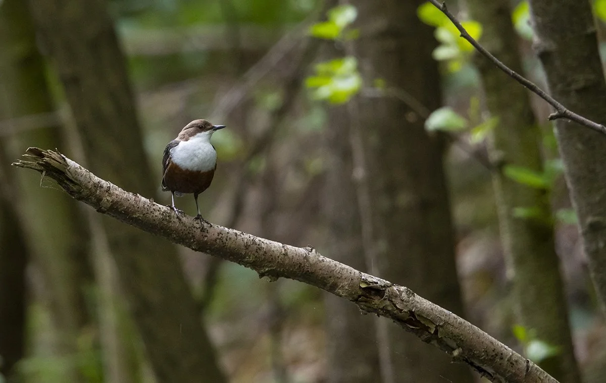  Wasseramsel  Cinclus  29.05.2022  Harz / Selketal  canon 1 d x II  5,6 / 700 mm  1 / 250 sec  ISO 3200 