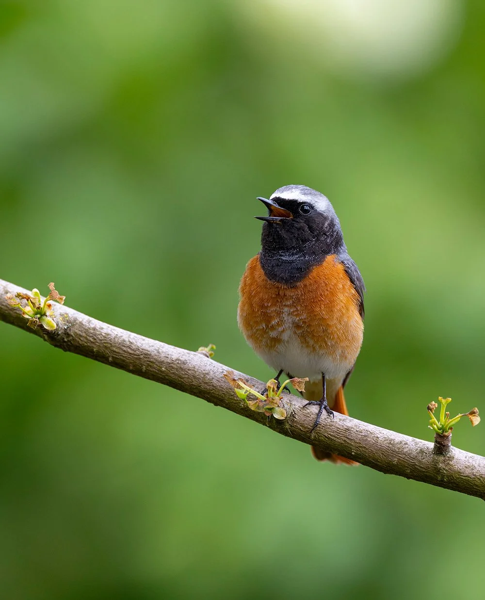 _O7A6279web.jpg