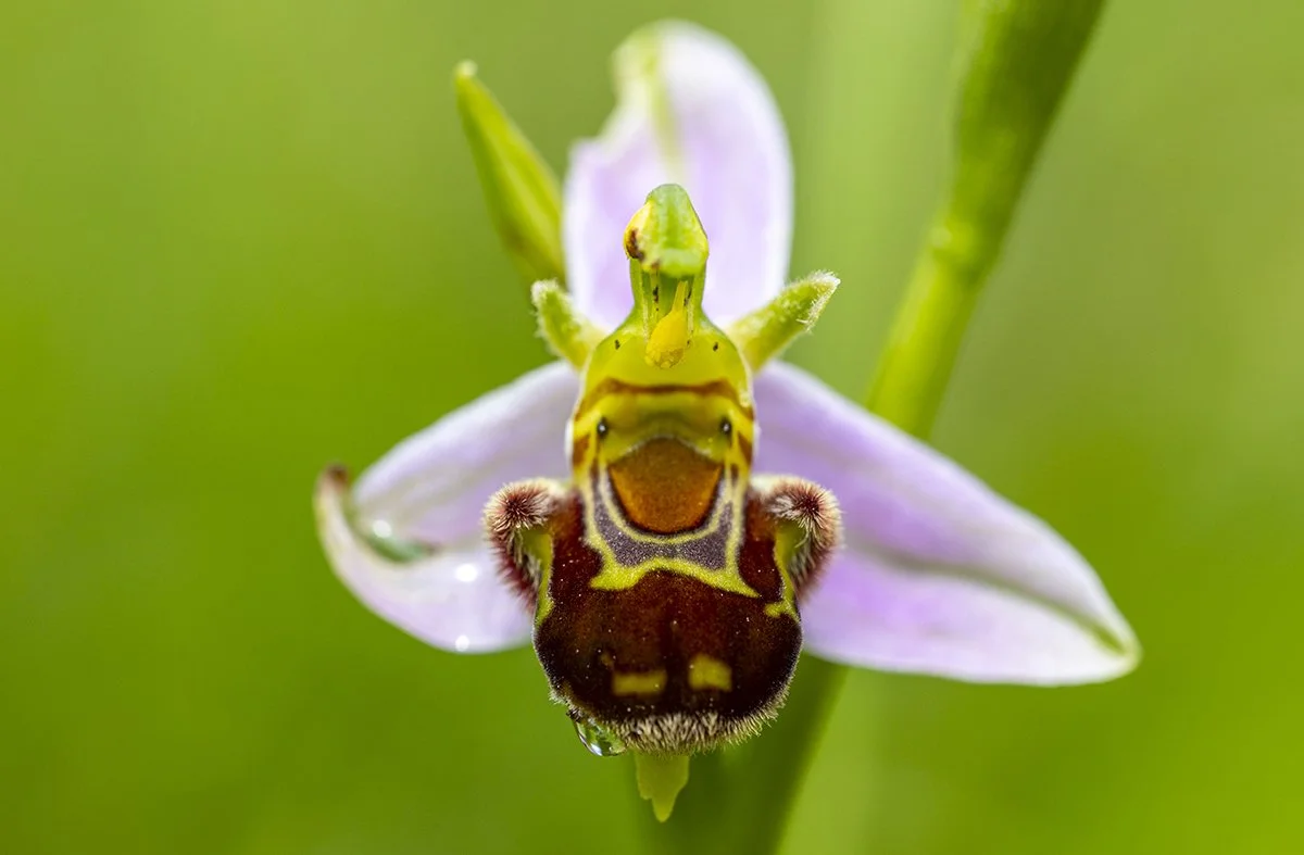 Bienen-Ragwurz   Ophrys apifera    Am Rhein    19.05.2024  