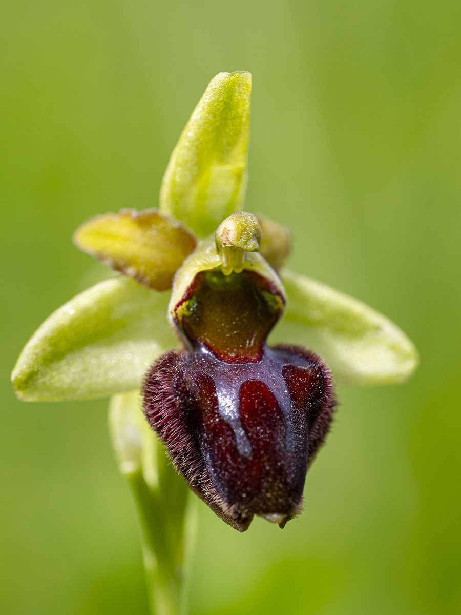  Spinnen-Ragwurz  Ophrys sphegodes  Am Rhein  19.05.2024 