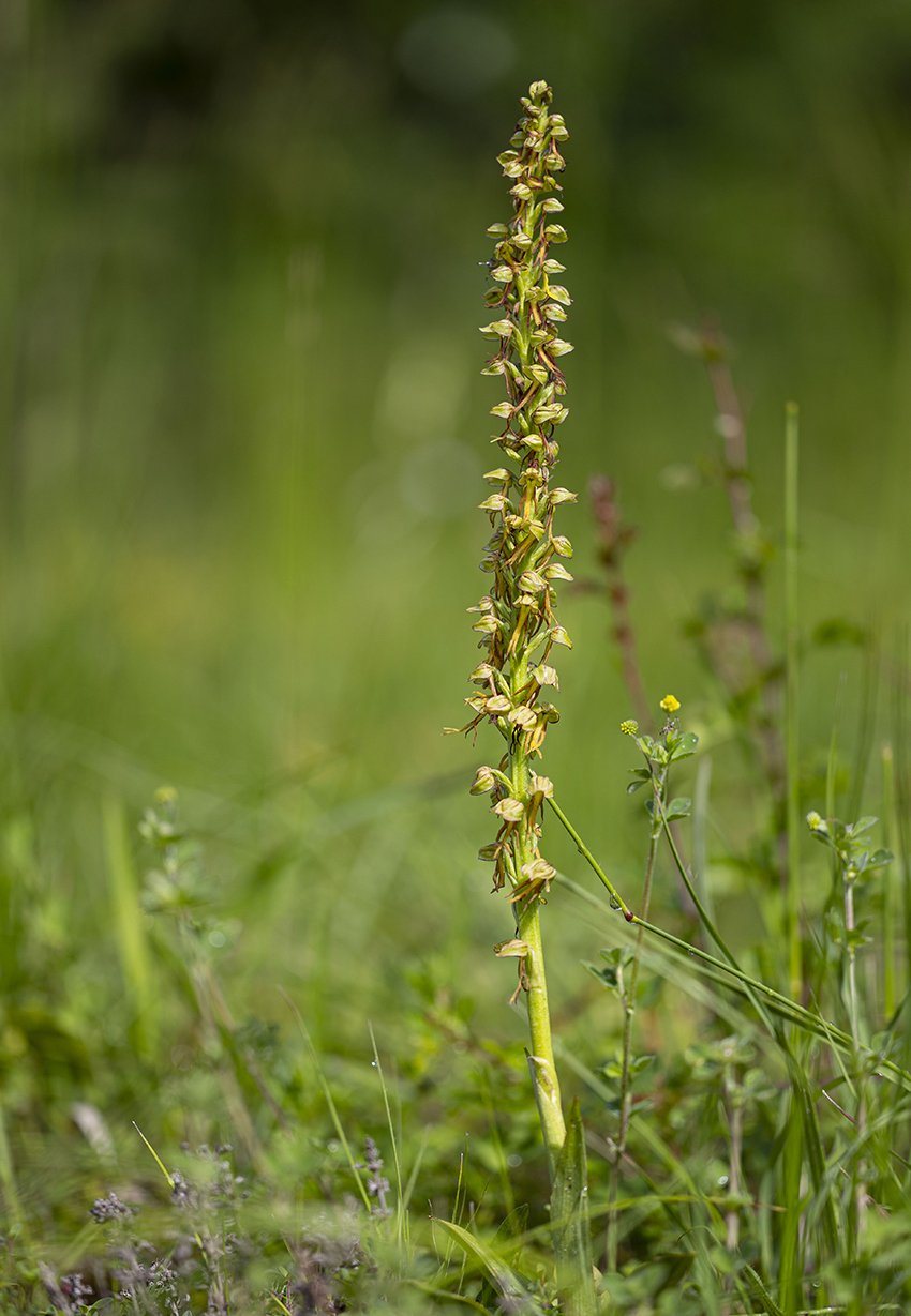  Ohnhorn   Orchis anthropophora    Kaiserstuhl    18.05.2024  
