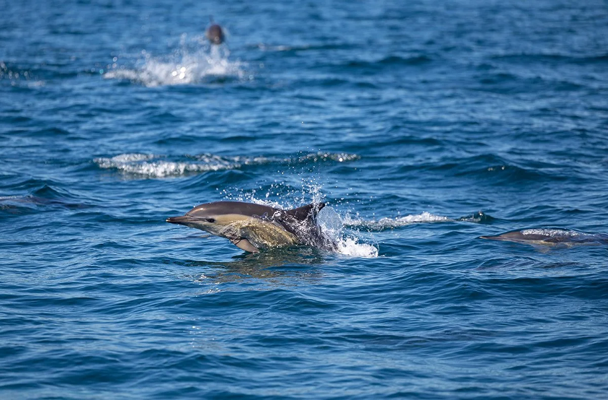  Gemeiner Delfin   Delphinus delphis    Mittelmeer    September 2025  