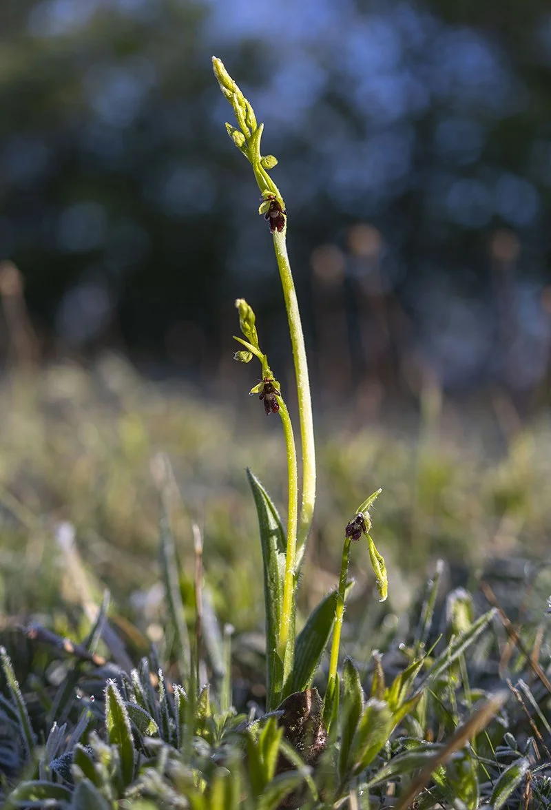  Fliegenragwurz   Ophrys insectifera    Sachsen Anhalt  