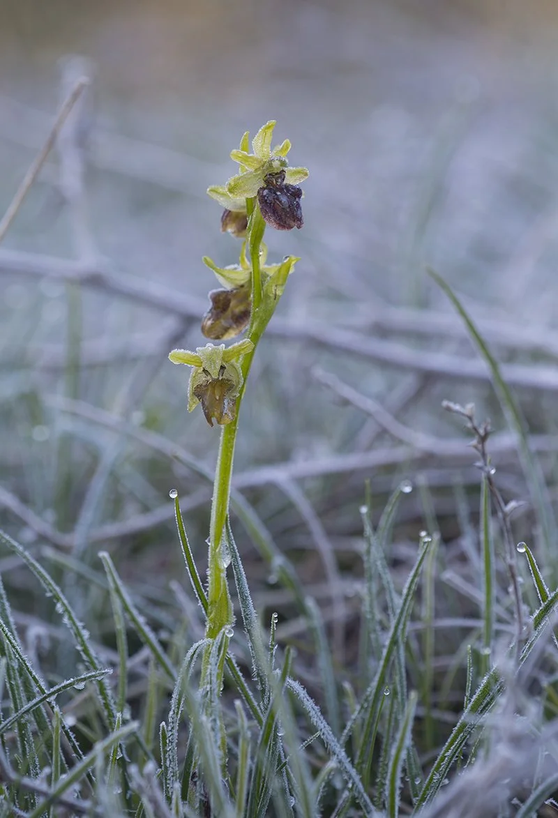  Spinnenragwurz   Ophrys sphegodes    Sachsen Anhalt  