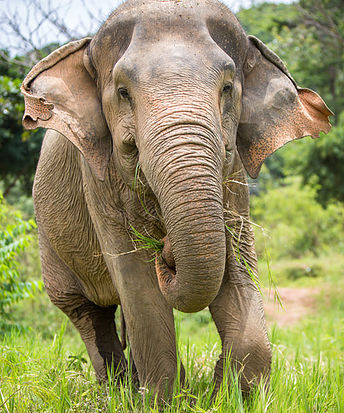 Elephant pic.jpg