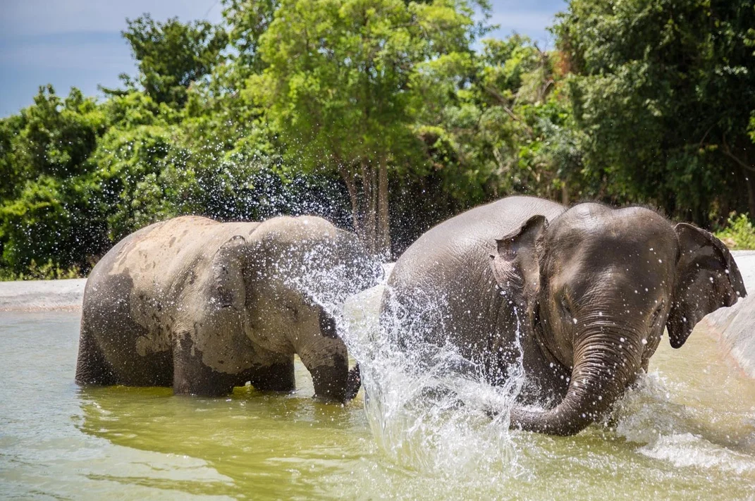 elephant 6.jpeg