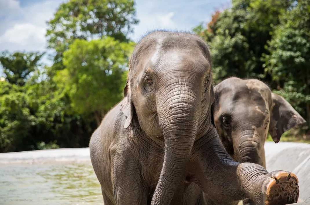 elephant 7.jpeg