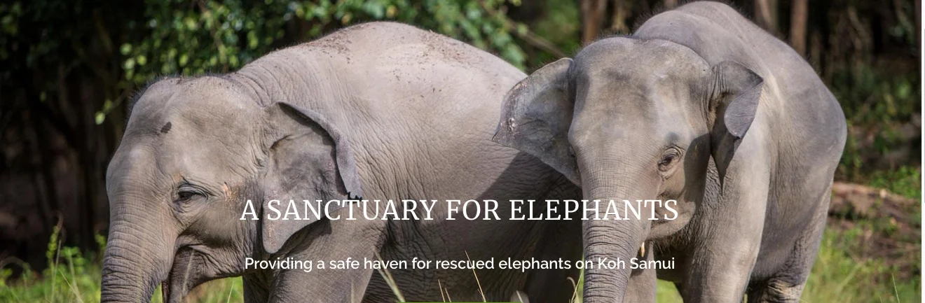 elephants 4.jpeg