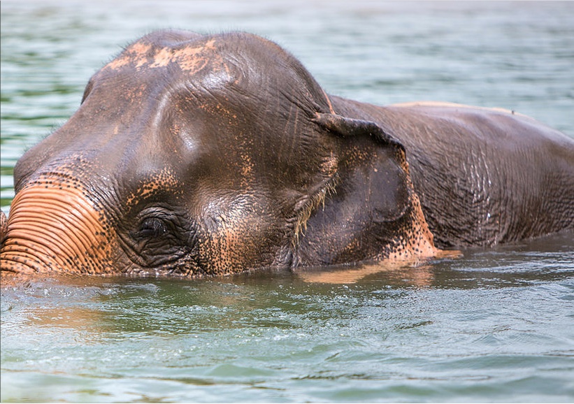 elephant 2.jpeg