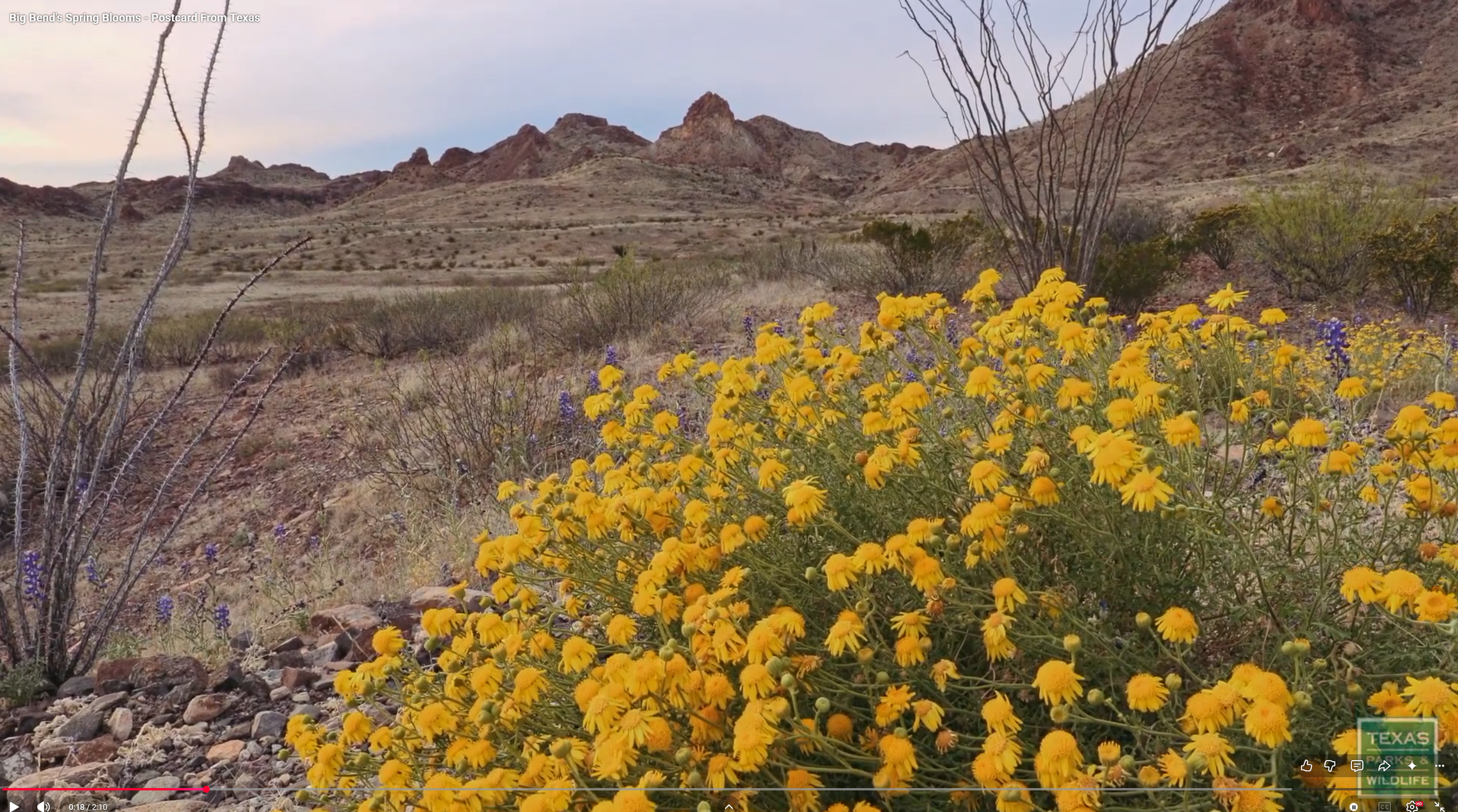 Big Bend Spring Bloom
