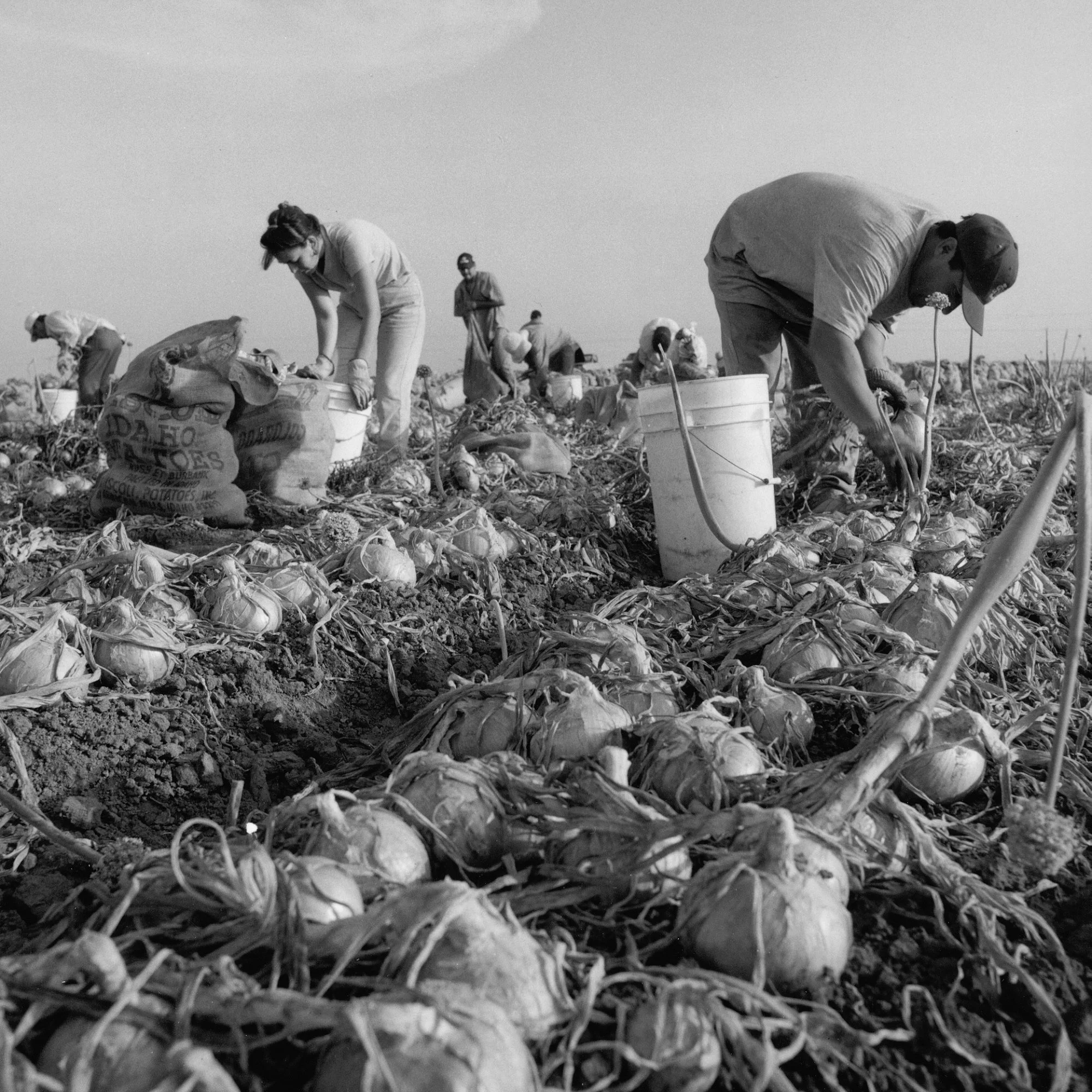 Onion field workers, Brownsville, TX