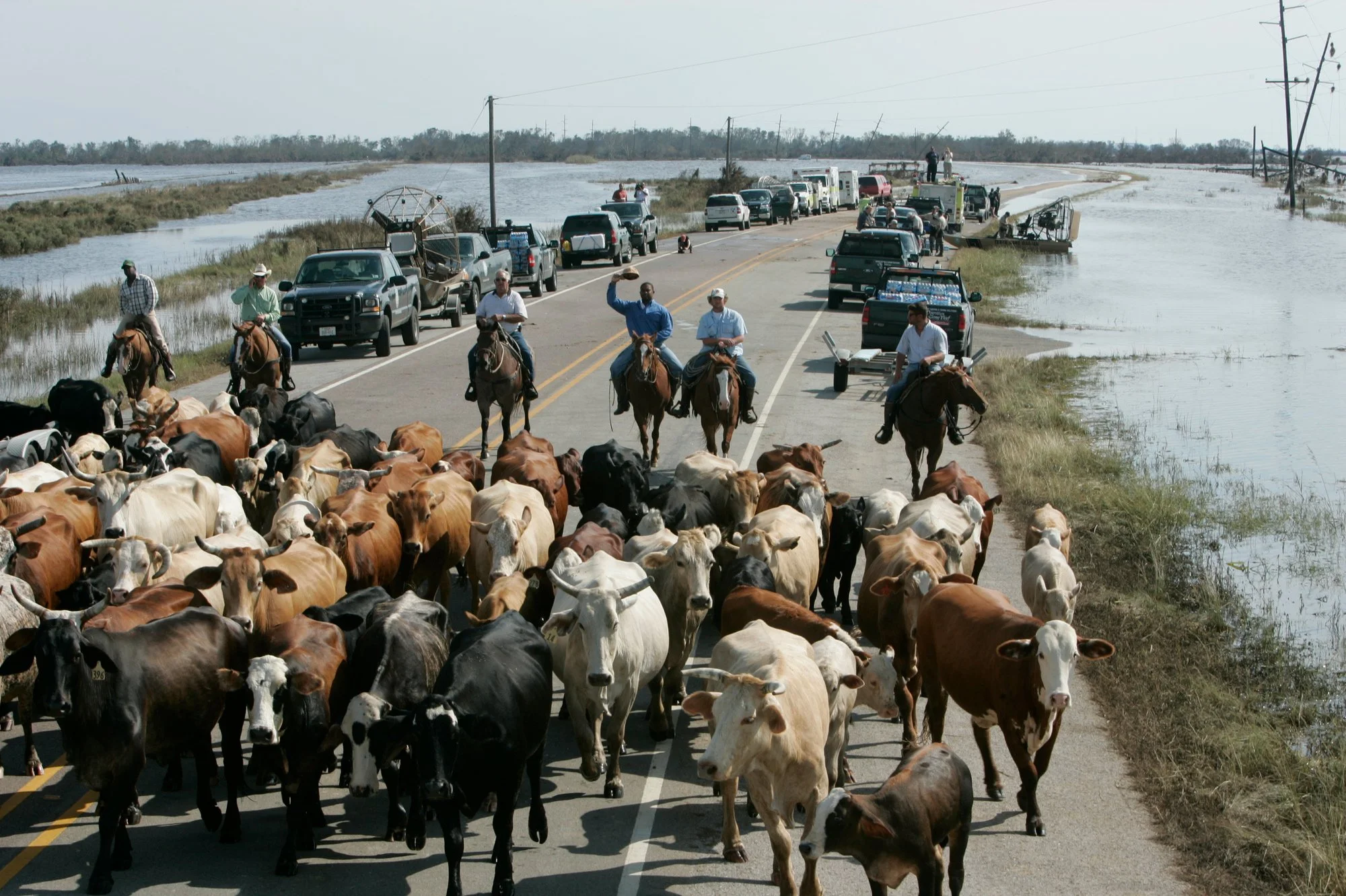 Bringing cattle to higher ground following Hurrican Ike.