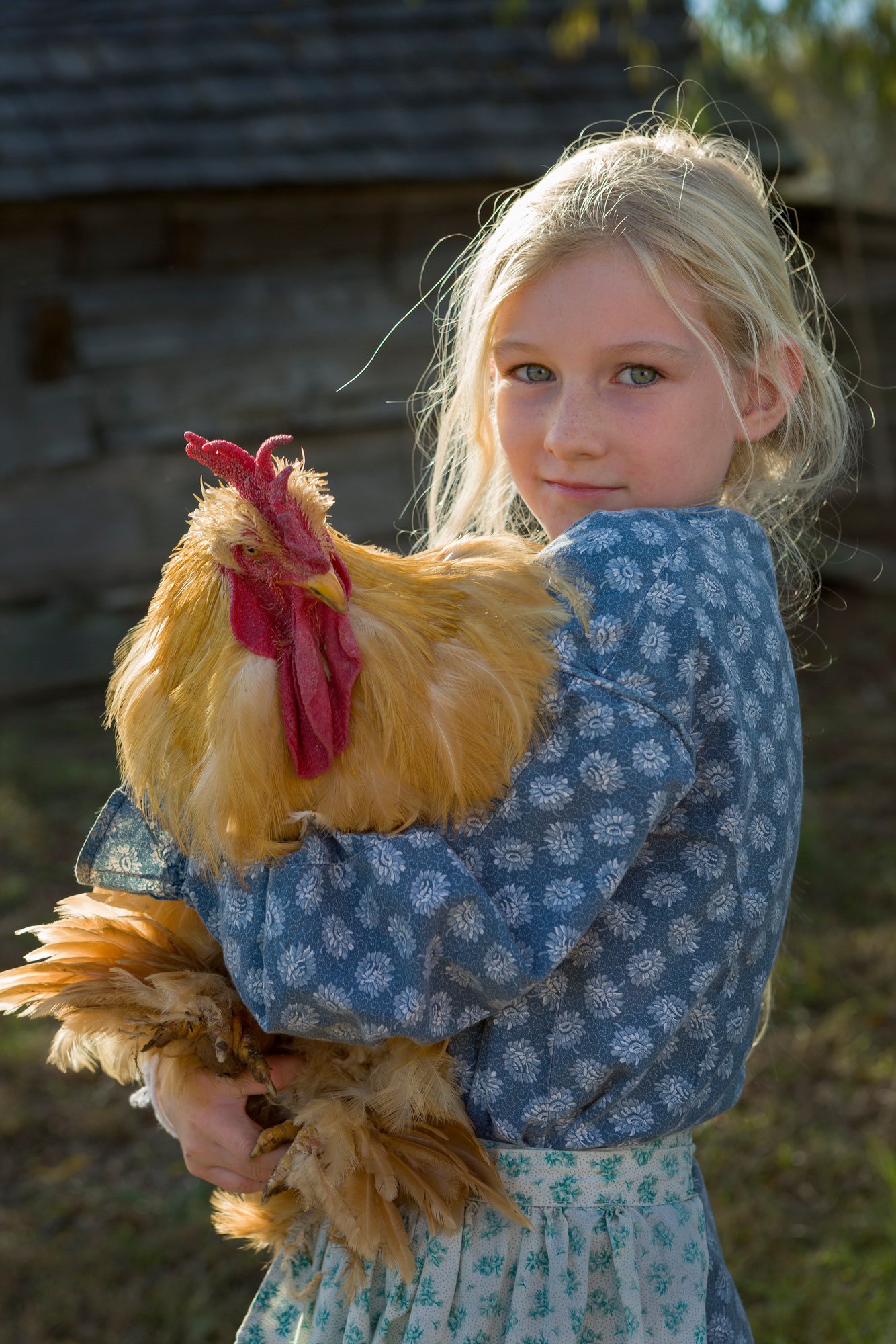Girl and rooster at Barrington Farm, Washington on the Brazos State Park.