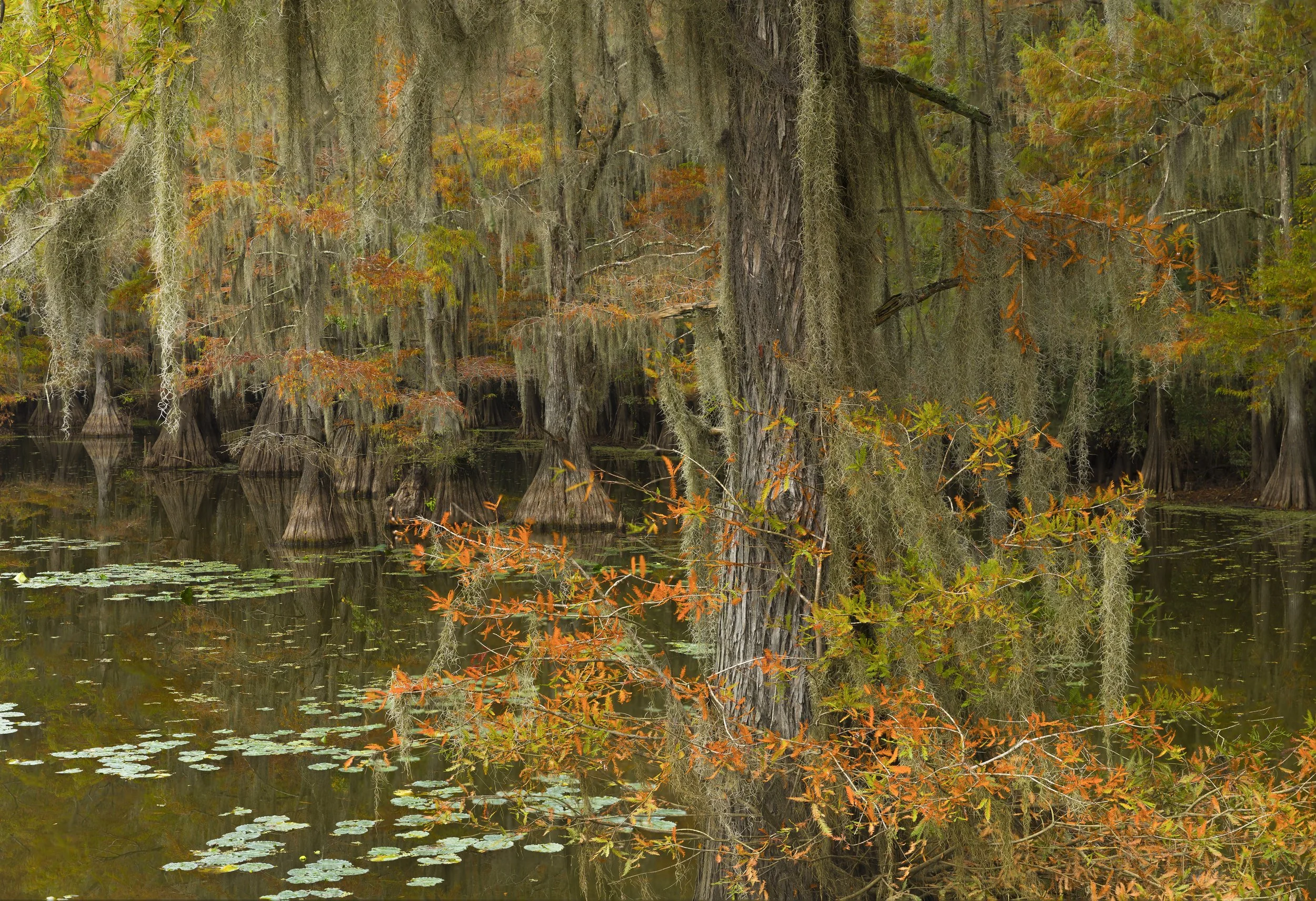 Caddo Lake in late October

