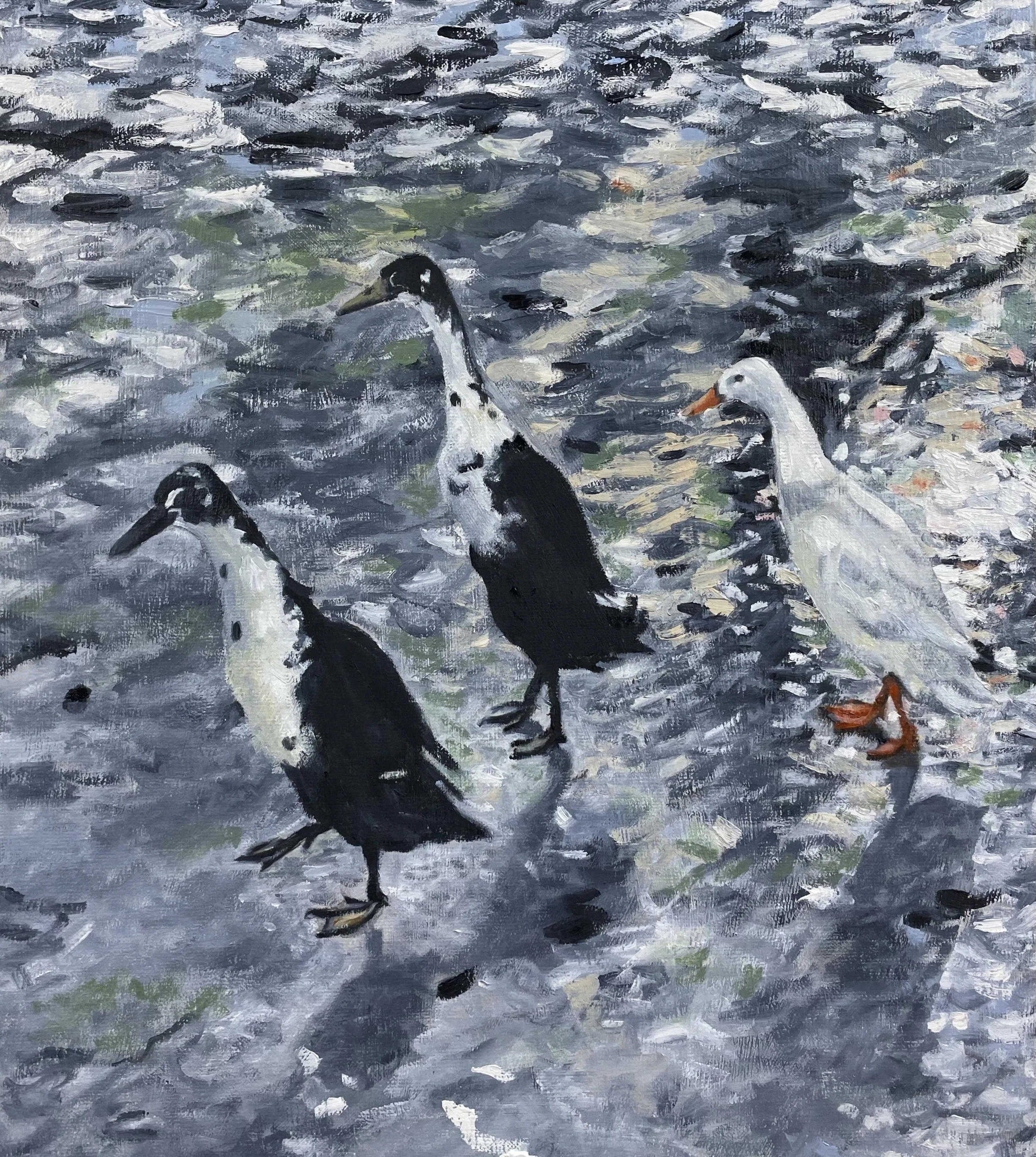 Three Indian Runner Ducks