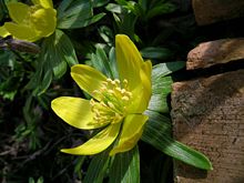 Eranthis hyemalis.jpg