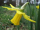 Narcissus_pseudonarcissus.jpg