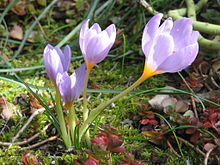 Crocus longiflorus.jpg