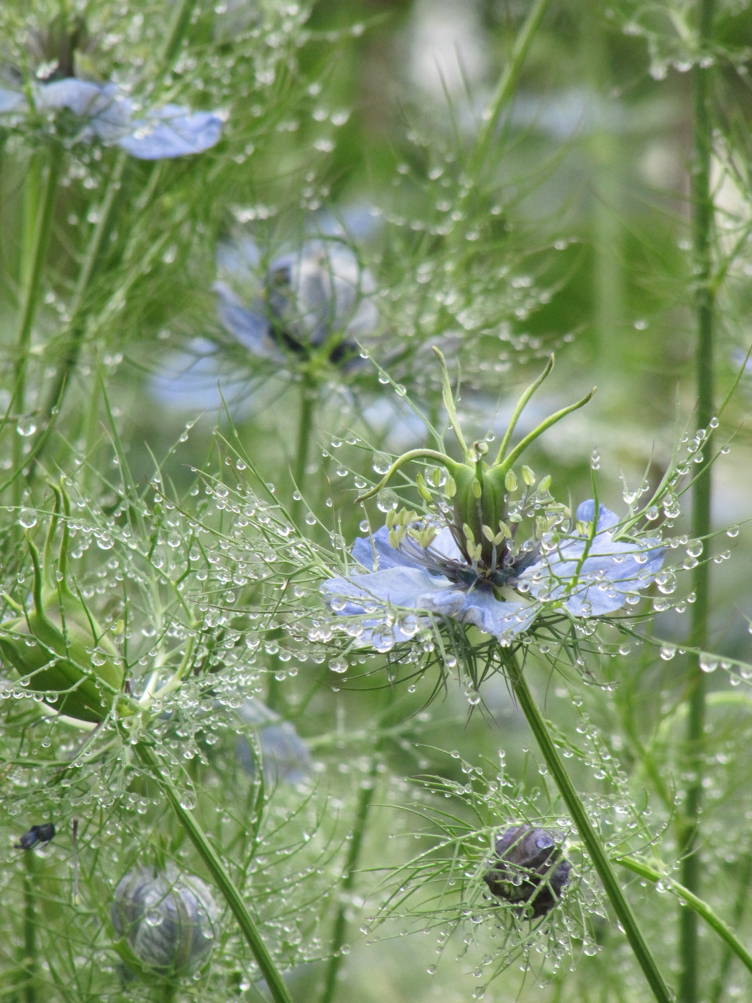 Love in a mist, the common name for  Nigella damascena, a lovely annual with ornamental seed pods..JPG