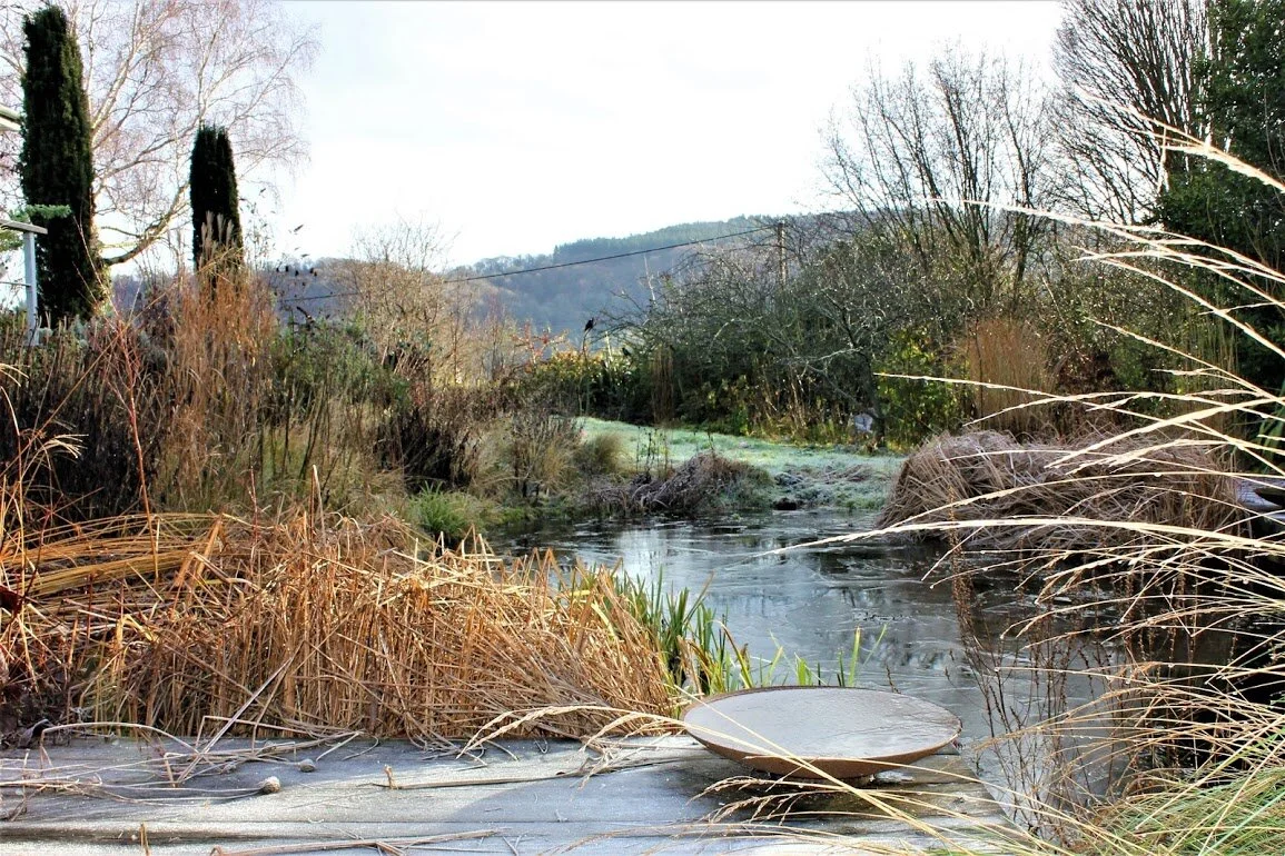 Winter pond - Copy - Copy - Copy - Copy - Copy.jpg