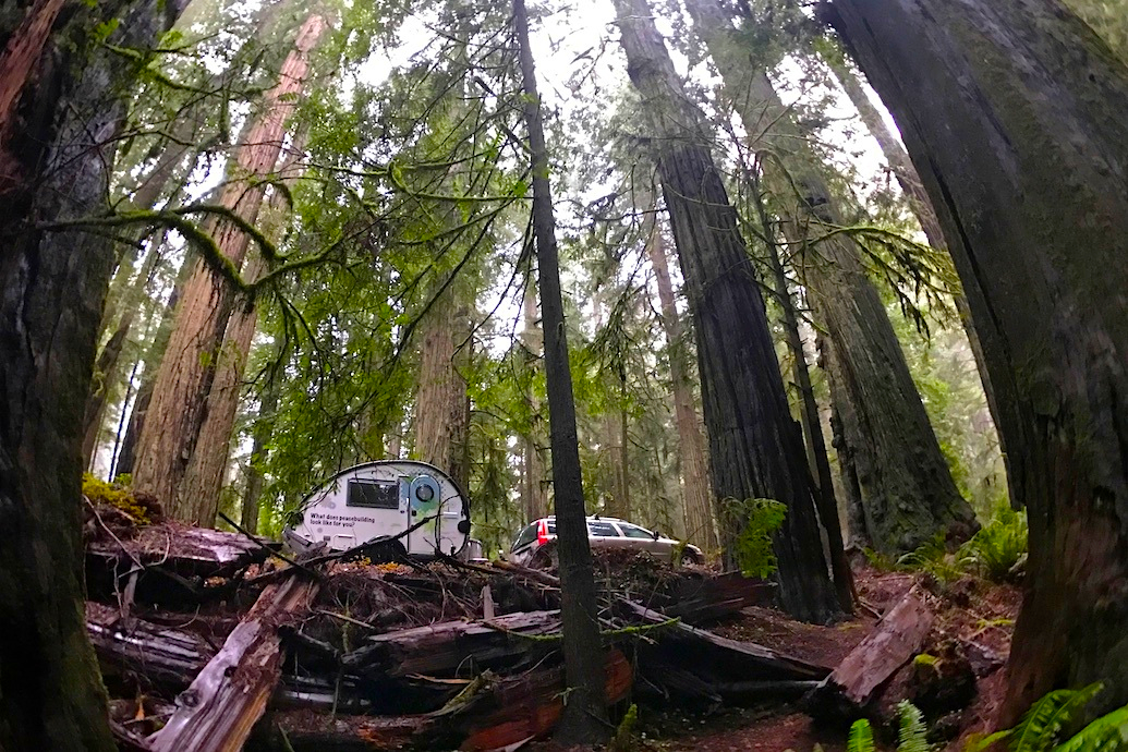 The Hub Peacebuilder Tour travels through the Giant Redwoods on its way down the coast from the Rotarian Action Group for Peace headquarters in Portland, OR.