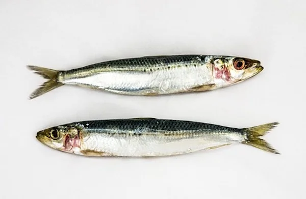 in the spotlight - sardines by stephanie dickisonjpg.jpg