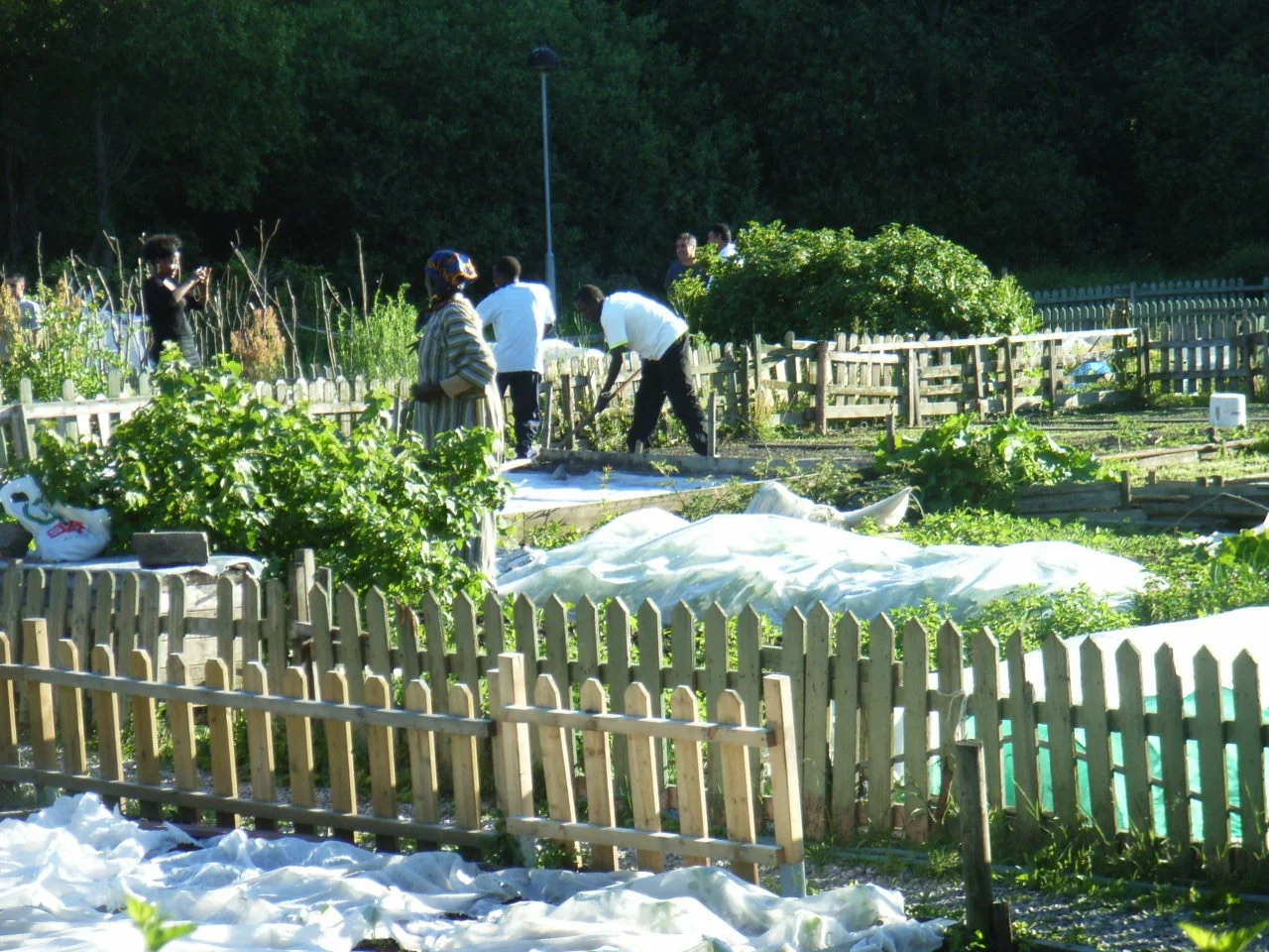 Kjøkkenhagen som fler-kulturelt møtested